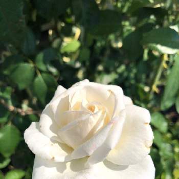 Htの投稿画像一覧 Greensnap グリーンスナップ