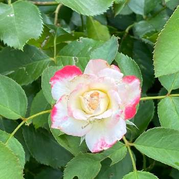 微香の画像 by keychanさん | 京成バラ園と微香と四季咲 中輪とフロリパンダと薔薇♪