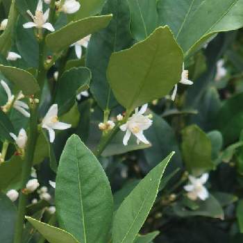 みかんの花の投稿画像一覧 Greensnap グリーンスナップ