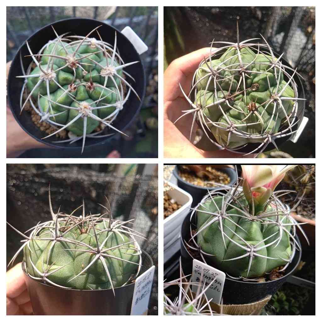 紅蛇丸の一覧｜🍀GreenSnap（グリーンスナップ）