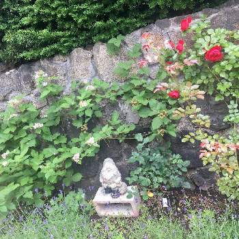 バラ,フロレンティーナ,ブラックベリー,ラベンダー,広い庭の画像