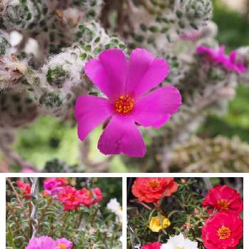 ネモのガーデン、四季の花の画像 by ネモさん | テラスとポーチュラカ ウェルデルマニーとマツバボタンと花のある暮らしとネモのガーデン、四季の花