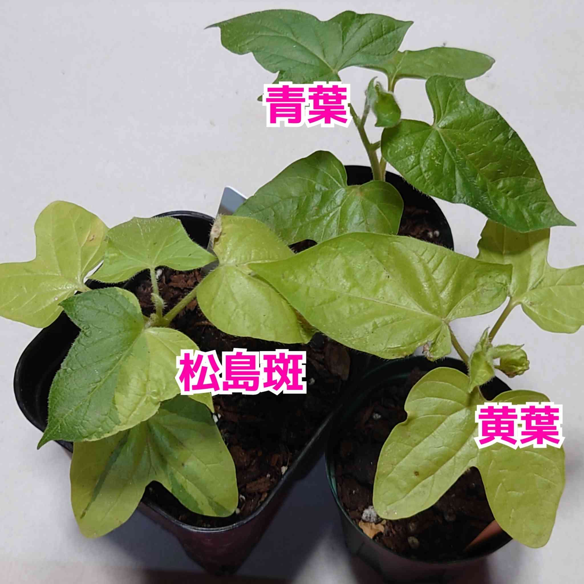 朝顔 松島鍬形葉白地紫時雨絞丸咲(咲分)の一覧｜🍀GreenSnap（グリーンスナップ）