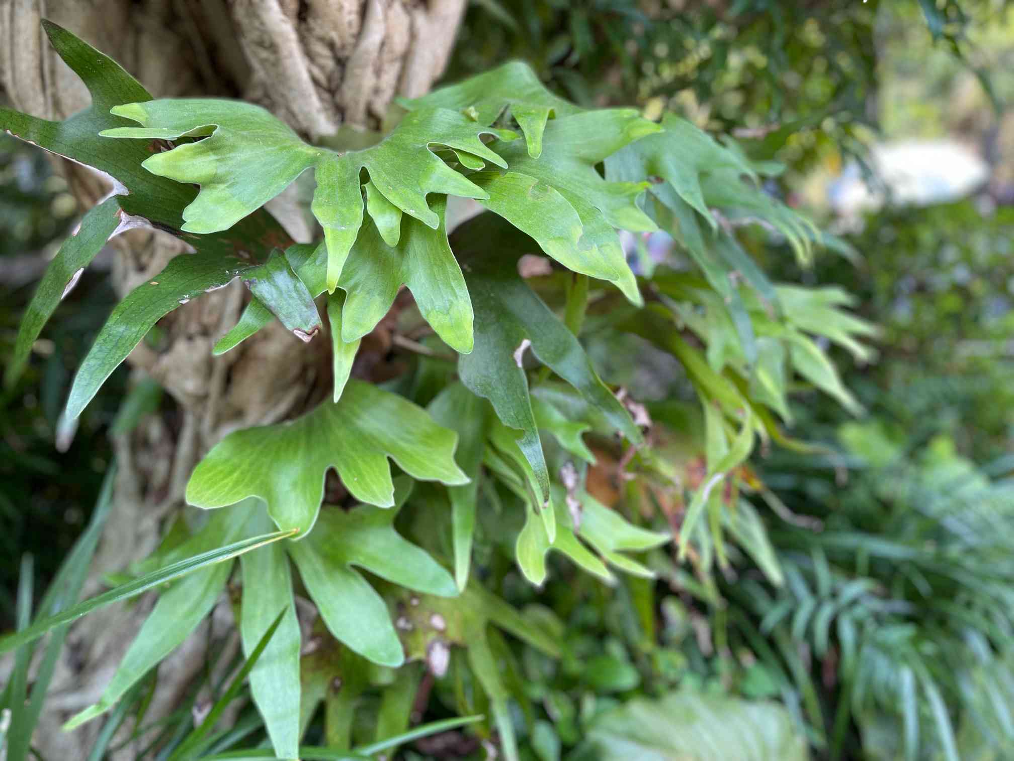 TDSの植栽を見て歩く！?????｜?GreenSnap（グリーンスナップ）