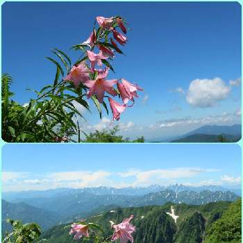 里山徘徊の画像 by k-kantaroさん | お出かけ先とオトメユリとヒメサユリと里山徘徊と山野草とお山歩と花のある暮らしと里山