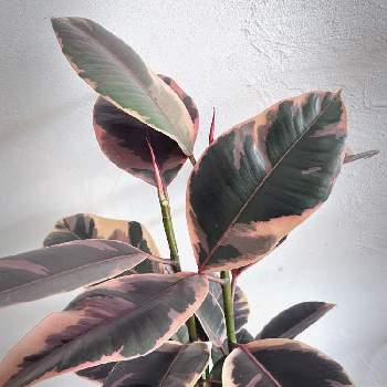 フィカス・エラスティカ 'ベリーズ'の画像 by karanoaさん | フィカス・エラスティカ 'ベリーズ'と観葉植物を楽しむと観葉植物と植え替えとフィカス属と観葉植物のある暮らしと新芽と曲げ木