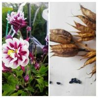 この花色も大好き,八重咲き西洋オダマキ,花友さんから頂きました,医療従事者さんに感謝,種まきから育てるの画像