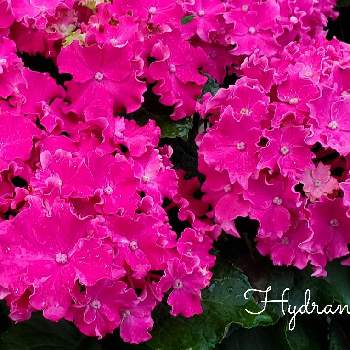 大好きの画像 by chiiさん | お出かけ先とあじさいとアジサイと紫陽花とふりふりと春のお花とピンクの花とステキ☆と大好きと今日の一枚と美しいと赤い花ともりもりと最高⤴︎ ⤴︎とあじさいフォトコンテスト2022と花のある暮らしとかわいいと濃いピンクの花とエレガントと素敵