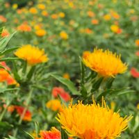 ベニバナ,お散歩,iPhone撮影,幸せの黄色いお花,高崎市染料植物園の画像