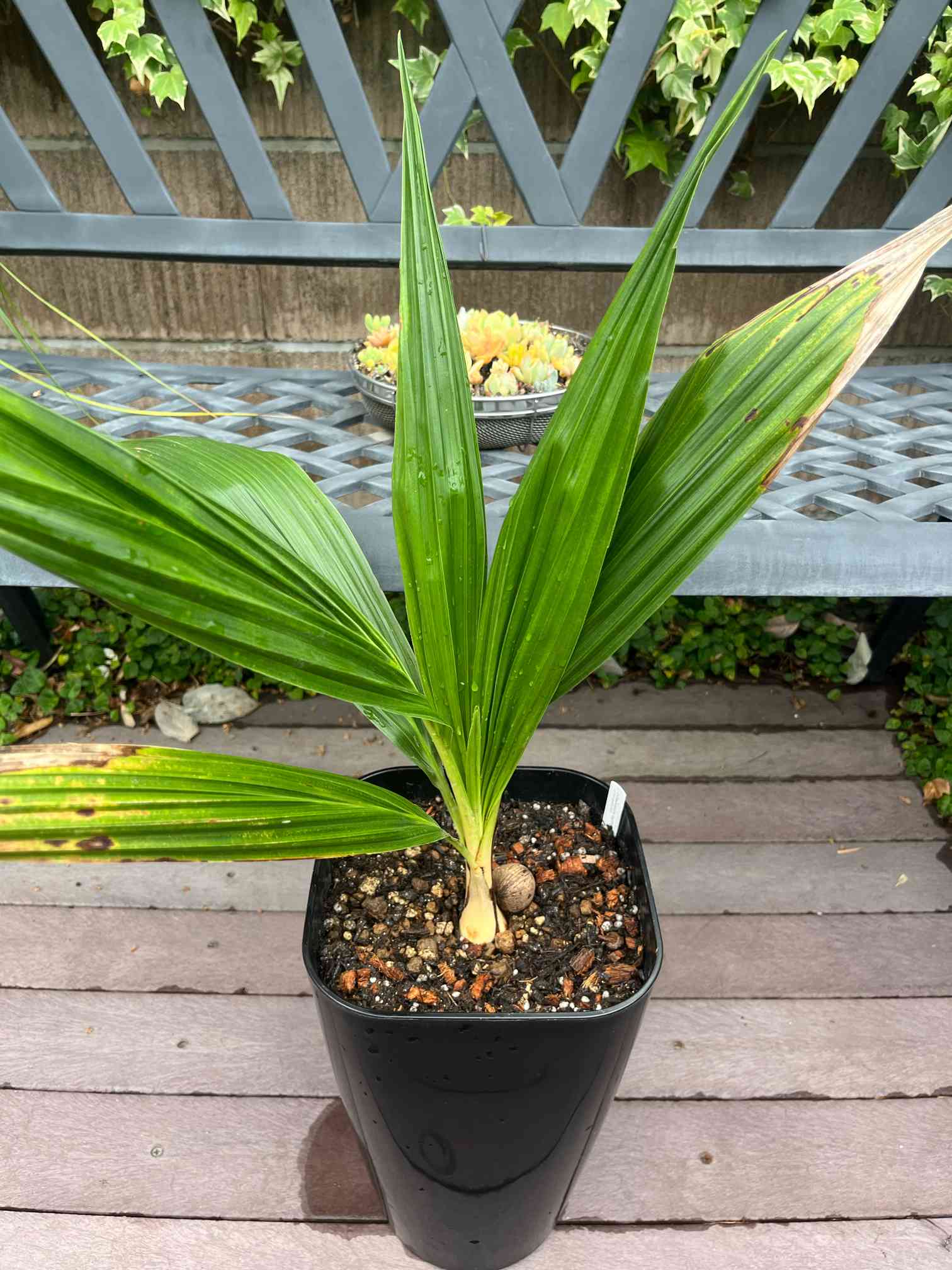 アフリカチリヤシの一覧｜🍀GreenSnap（グリーンスナップ）