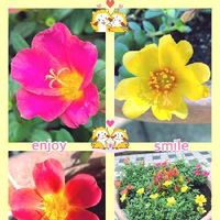 ポーチュラカ,ケイトウ,カラフル,今日のお花,enjoy♡smileの画像