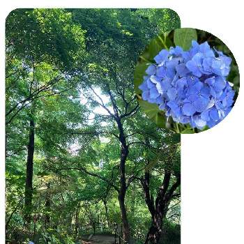 高幡不動の投稿画像一覧 Greensnap グリーンスナップ