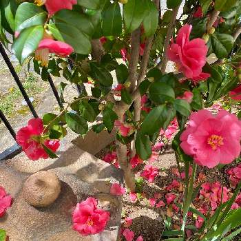 Kays_gardenの画像 by Kay_Tama-gsk さん | 小さな庭と紅乙女とカラフルとピンクの花とピンク色と和花と初夏の花たちと鮮やか とKays_garden