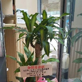 ドラセナ挿し木の投稿画像一覧 Greensnap グリーンスナップ