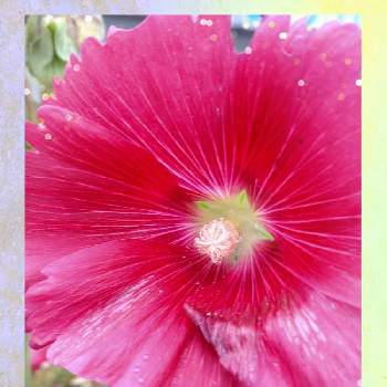 タチアオイの花の画像 by レモンさん | お出かけ先と赤い花と可愛い♡とタチアオイの花