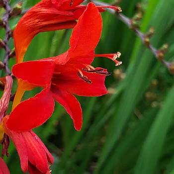 クロコスミア ルシファーの投稿画像一覧 Greensnap グリーンスナップ