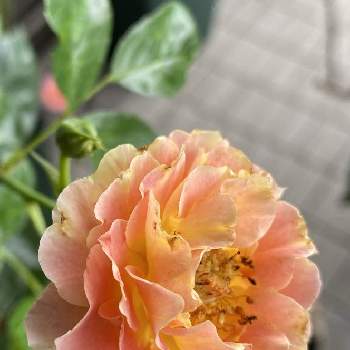 アプリコット色の画像 by ⌘Juneberry⌘さん | ラ・パリジェンヌと咲き始めましたとベランダガーデニングと素敵な色と鉢植えと可愛いとアプリコット色と今朝のベランダ