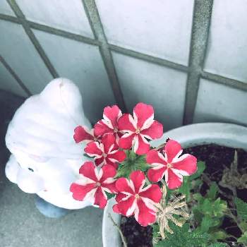 小さいの画像 by カナちゃんさん | 玄関とバーベナと可愛いと小さいと綺麗な色♡と赤い