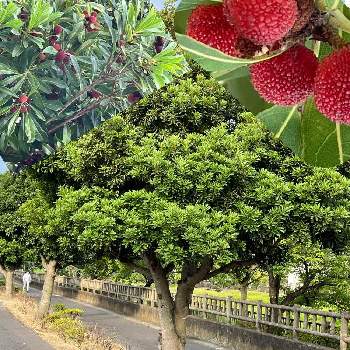 ヤマモモの実の投稿画像一覧 Greensnap グリーンスナップ ヤマモモの実の投稿画像一覧 Greensnap グリーンスナップ