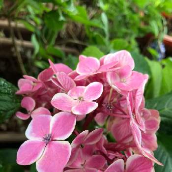 流行 八重の紫陽花 可愛いピンク 植物 観葉植物