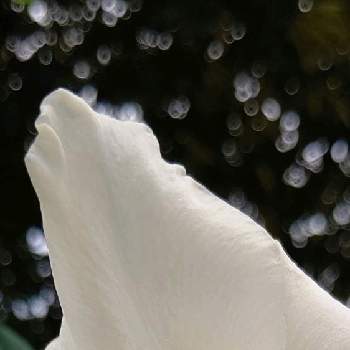 光珠の画像 by ❦THE HERMIT❦さん | お出かけ先とグラジオラスと光輝く花と蕊蕊蕊とホワイトと癒されとマクロ撮りと光珠と本来の色と秘密のpicと大好きな花とヒカリと風の中