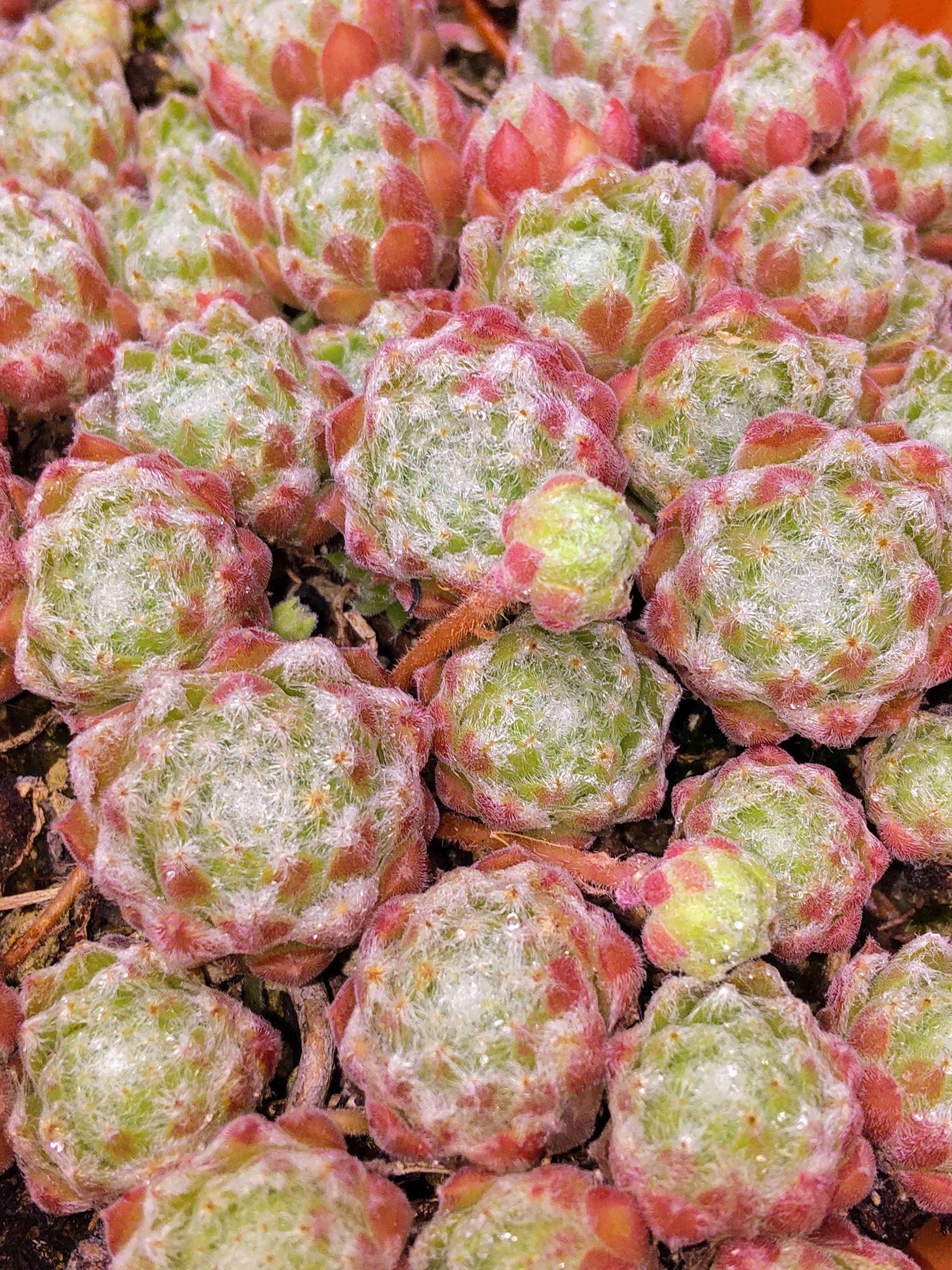 シャーリーズ ジョイの一覧｜🍀GreenSnap（グリーンスナップ）