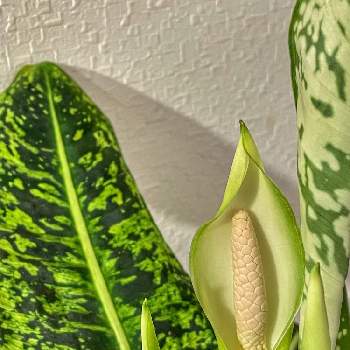 仏炎苞の画像 by wakkkkさん | インテリアとディフェンバキア・リフレクターとディフェンバキア属と観葉植物と仏炎苞とサトイモ 科と花のある暮らしと熱帯植物