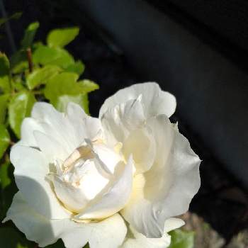 大切な花友さんへの画像 by ユキさん | 玄関と薔薇ボレロと薔薇に魅せられてと花に支えられてと思い出の花と愛をあなたに。。。と変わらぬ愛と花に託してと大切な花友さんへと花のある暮らし