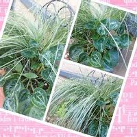 ガーデンシクラメン,カレックス,ボタニカル,カレックス❤︎,植物のある暮らしの画像