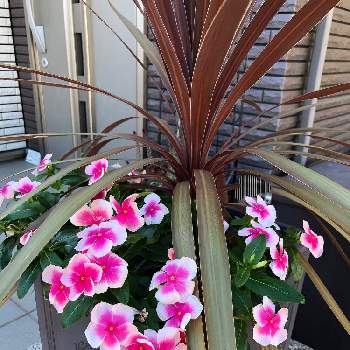 夏らしい！の画像 by フクフクさん | 玄関とコルジリネ レッドスターとビンカ ニルバーナカスケード ピンクスプラッシュとピンクの花と7月とアンティークとトロピカルと夏の花と鉢植えとビンカ★と夏らしい！