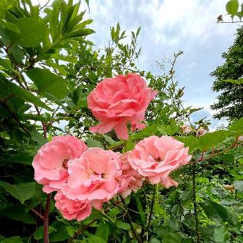 バラ、薔薇、ばらの画像 by ぴょんさん | バラ、薔薇、ばらと可愛い❤と綺麗なお花❤と近所の花とピンク色の花と好みの色と花のある暮らしと暑いですねと散歩中