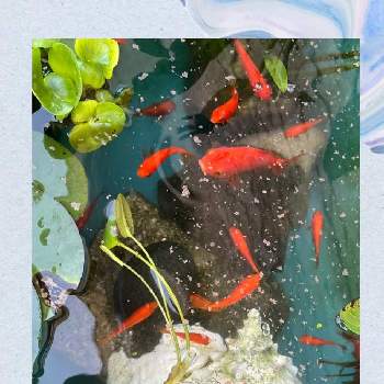 金魚と水草の投稿画像一覧 Greensnap グリーンスナップ