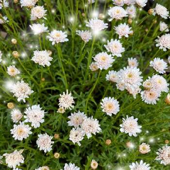 ボンザマーガレット イチゴショートの投稿画像一覧 Greensnap グリーンスナップ