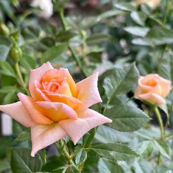 ミニバラを愛でる会の画像 by ゆりmrさん | バルコニー/ベランダとミニバラ コルダーナとミニバラ パフューマ・コルダーナとミニバラとミニバラを愛でる会とミニバラ鉢植えとミニバラ好きとミニバラマニアとバラ・ミニバラとミニ薔薇