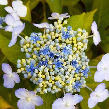 青い紫陽花前線2022の画像 by マルナムさん | 小さな庭と小花会とお花大好きと心ほっこりとおうち園芸とみどり大好きと❤️いいね、ありがとうとチーム・ブルーNo.104と花のある暮らしと青い花マニアと青い紫陽花前線2022とチーム・ブルー