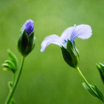 亜麻の花の投稿画像一覧 Greensnap グリーンスナップ