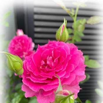 シェエラザード＊の画像 by FUJIYAMAさん | ばら バラ 薔薇とおうち園芸とシェエラザード＊とバラ開花とガーデニング