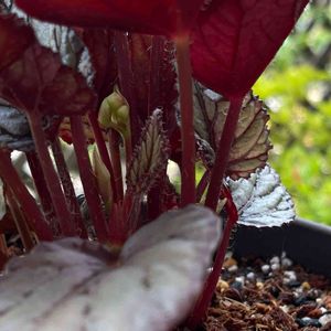 観葉植物,可愛い,かわいいな♡,花のある暮らし,100均観葉植物の画像