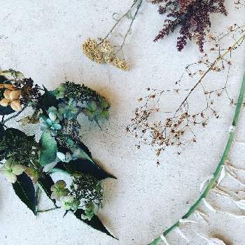 アキレアの画像 by ROOT瀬津工務店さん | エントランスとギボウシ（ホスタ）とアスチルベと紫陽花とアキレアとユキノシタ