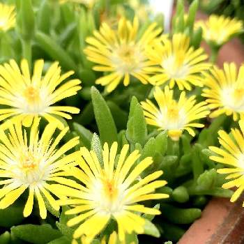 デロスペルマ 耐寒マツバギク の投稿画像一覧 Greensnap グリーンスナップ