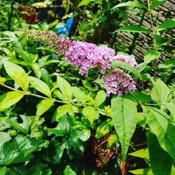 素敵なガーデンの画像 by りぼんさん | 小さな庭とブットレアと花のある暮らしと大好きな花と素敵なガーデンとおうち園芸