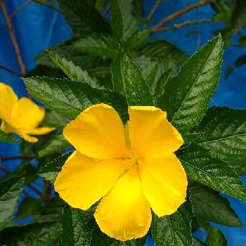 元気いっぱいビタミンカラーの画像 by さくらさん | お出かけ先とターネラ・ウルミフォリアと2019同期と沖縄となつと黄色い花と幸せの黄色いお花と元気いっぱいビタミンカラーとチーム福岡