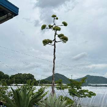 アガベの花の投稿画像一覧 Greensnap グリーンスナップ