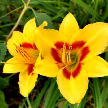ヘメロカリス  デイリリーの画像 by ビビマロンさん | お出かけ先とヘメロカリスとヘメロカリス  デイリリーと黄色の花と美しいお花と月曜日にビタミンカラー