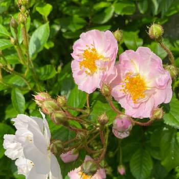 薔薇大好きの画像 by 一人静さん | 車庫と北海道からと癒されてと花いろいろと花のある暮らしと薔薇大好き