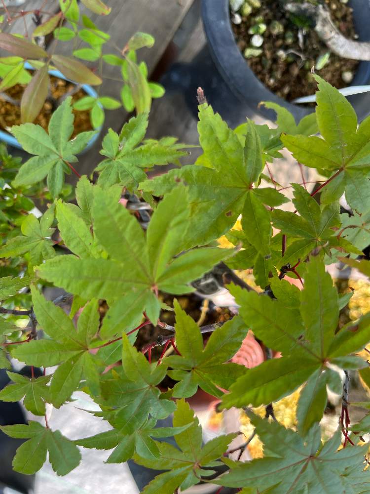 棚の投稿画像 By 皐月さん 葉焼けともみじ盆栽ともみじ と葉焼けが心配と葉焼け注意と盆栽と葉焼けともみじ盆栽ともみじ と葉焼けが心配と葉焼け注意と盆栽 22月7月4日 Greensnap グリーンスナップ Greensnap グリーンスナップ