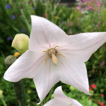 桔梗 ピンクの一覧 Greensnap グリーンスナップ