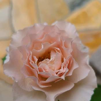 チーム東京の画像 by かのんさん | 小さな庭とチーム東京とGSの皆さまに感謝♡と月曜にはバラをとバラ大好きと２０２０年５月同期と香りの良いバラと平和を願う☆とバラが好きとバラ＊ニューウェーブと優しい色