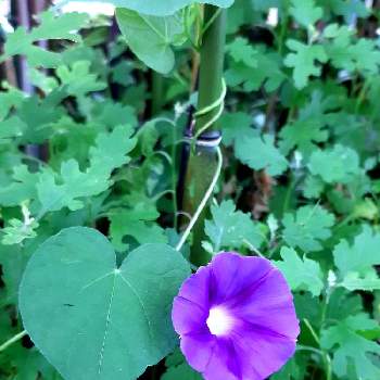 愛しの紫の画像 by ますださんさん | 小さな庭とお花が咲いたよとお庭のお花と可愛い葉っぱ♡と紫色のお花とハートの葉っぱ♡と朝顔。と愛しの紫と花のある暮らしとハート型とつる巻き月曜日
