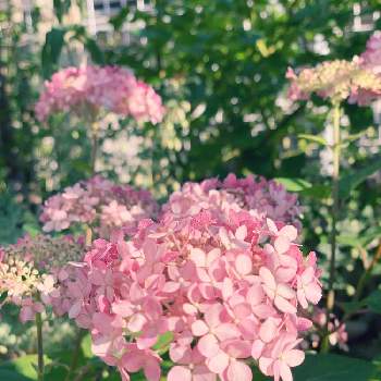 ピンクアナベル♪の画像 by ツキさん | 小さな庭と宿根草の庭とピンクの花とナチュラルガーデンとおうち園芸とPWピンクのアナベル2とアナベル  紫陽花とイングリッシュガーデンとカラーリーフガーデンとガーデニングとピンクアナベル♪と小さな小さな庭